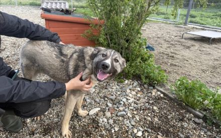 Strahlemann Ruben sucht ein Zuhause