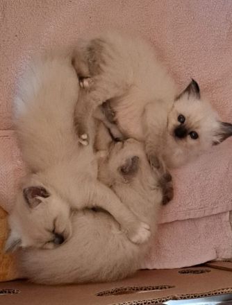 Heilige Birma Kitten