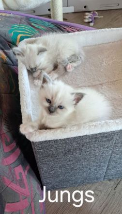 Heilige Birma Kitten