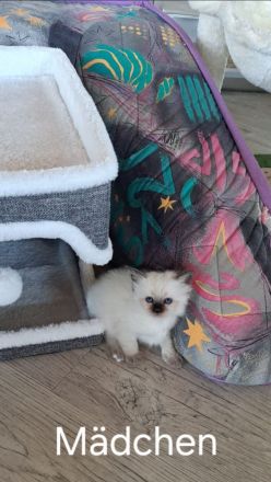 Heilige Birma Kitten