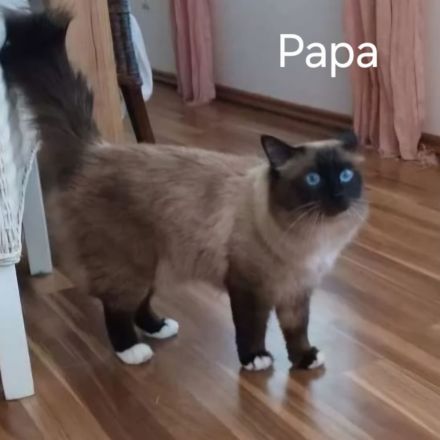 Heilige Birma Kitten
