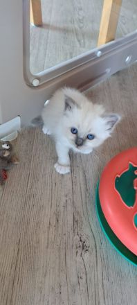 Heilige Birma Kitten