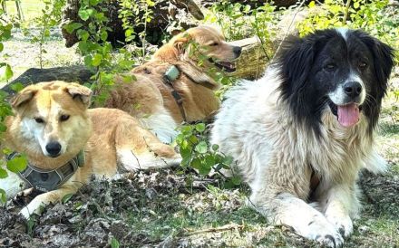 Banshee - Seniorin sucht Knuddelpartner