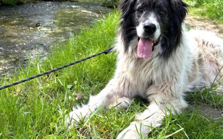 Banshee - Seniorin sucht Knuddelpartner
