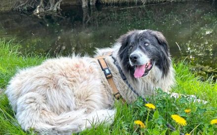Banshee - Seniorin sucht Knuddelpartner