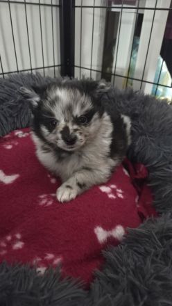 🐶 **Drei bezaubernde Welpen suchen ein liebevolles Zuhause!** 🐶