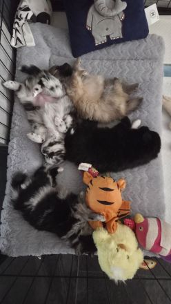 🐶 **Drei bezaubernde Welpen suchen ein liebevolles Zuhause!** 🐶