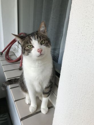 Hauskatze Kimba