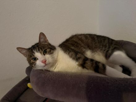 Hauskatze Kimba