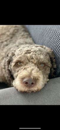 Exklusiver Deckrüde – Lagotto Romagnolo aus erstklassiger italienischer Spitzenzucht