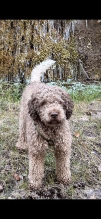 Exklusiver Deckrüde – Lagotto Romagnolo aus erstklassiger italienischer Spitzenzucht