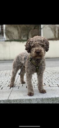 Exklusiver Deckrüde – Lagotto Romagnolo aus erstklassiger italienischer Spitzenzucht