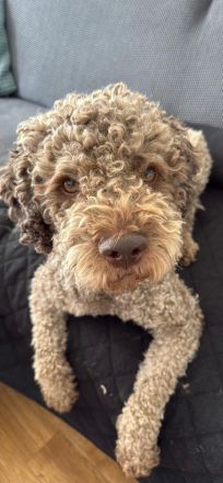 Exklusiver Deckrüde – Lagotto Romagnolo aus erstklassiger italienischer Spitzenzucht