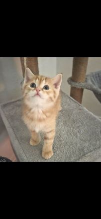 3 süße Kitten/Katzen