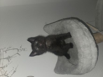 3 süße Kitten/Katzen
