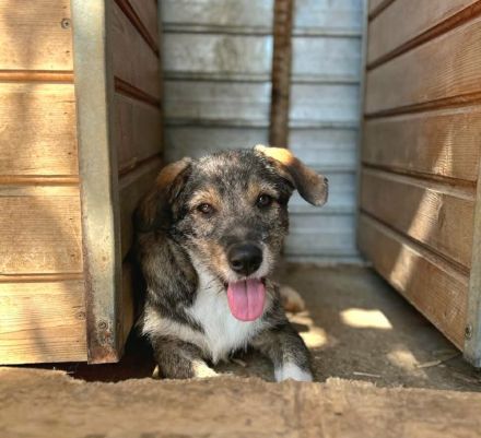 Ernie sucht sein Für-immer-Zuhause