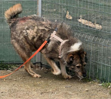Ernie sucht sein Für-immer-Zuhause