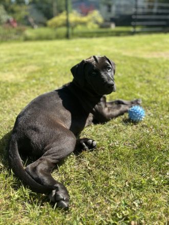Dobermann Mix Welpe