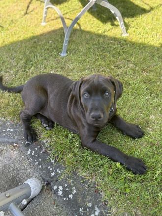 Dobermann Mix Welpe