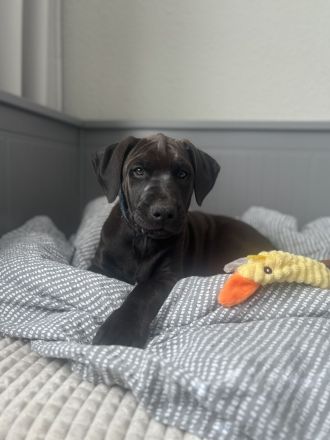 Dobermann Mix Welpe