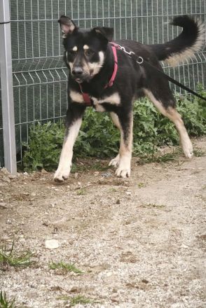Asmus sucht sein Für-immer-Zuhause