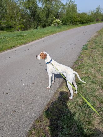 Pointer Rüde 2 Jahre