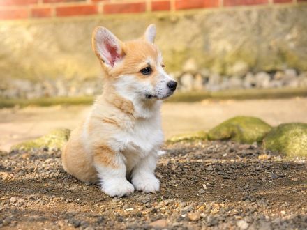 Süße Welsh Corgi Pembroke Welpen