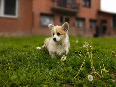 Süße Welsh Corgi Pembroke Welpen