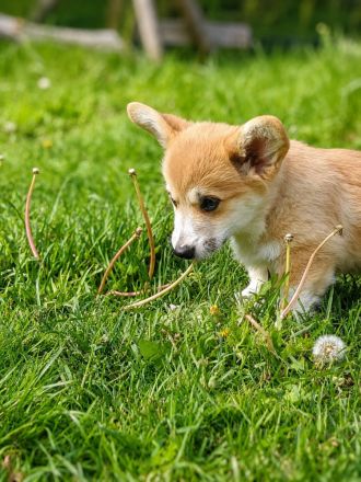 Süße Welsh Corgi Pembroke Welpen