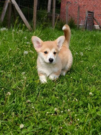 Süße Welsh Corgi Pembroke Welpen