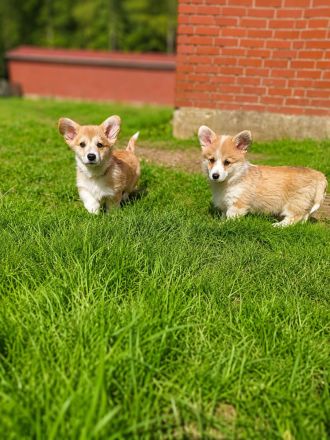 Süße Welsh Corgi Pembroke Welpen