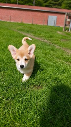 Süße Welsh Corgi Pembroke Welpen
