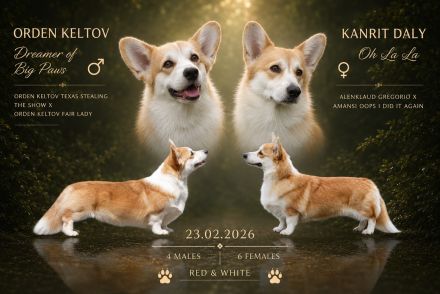 Süße Welsh Corgi Pembroke Welpen