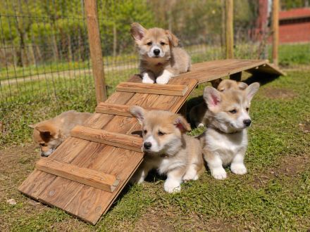 Süße Welsh Corgi Pembroke Welpen