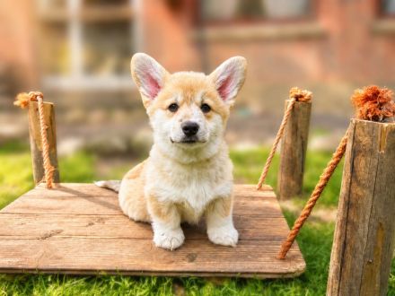 Süße Welsh Corgi Pembroke Welpen