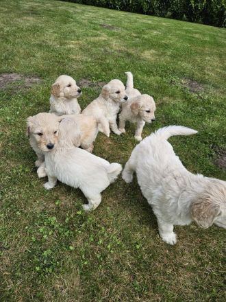 Goldendoodle F1 Welpen Golden Retriever Königspudel