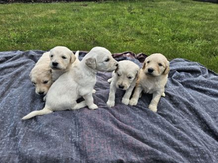 Goldendoodle F1 Welpen Golden Retriever Königspudel