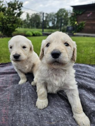 Goldendoodle F1 Welpen Golden Retriever Königspudel