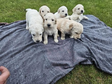 Goldendoodle F1 Welpen Golden Retriever Königspudel