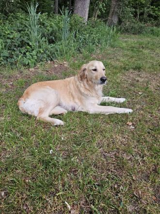 Goldendoodle F1 Welpen Golden Retriever Königspudel