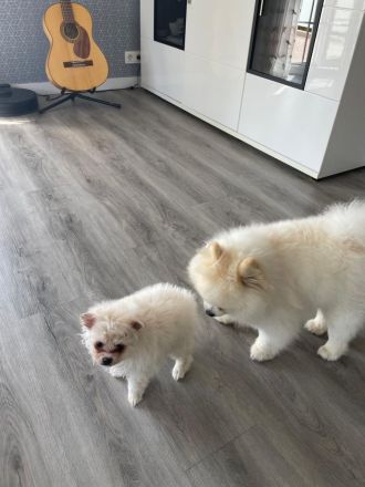 Traumhafter Zwergspitz (Pomeranian) Rüde 3 Monate alt, geimpft, gechipt & bestens sozialisiert