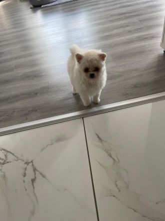 Traumhafter Zwergspitz (Pomeranian) Rüde 3 Monate alt, geimpft, gechipt & bestens sozialisiert