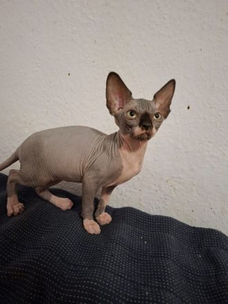 Sphynx Kitten