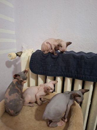 Sphynx Kitten