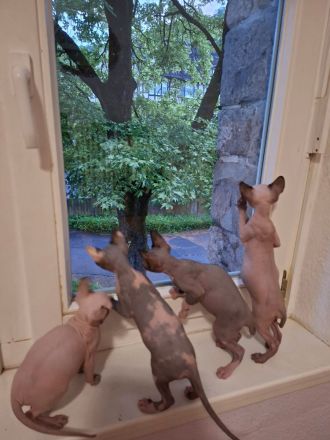 Sphynx Kitten