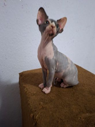 Sphynx Kitten