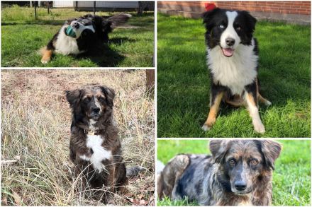 Golden Aussie / Australian Retriever - 75 % Australian Shepherd Welpen mit Papieren