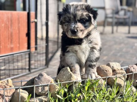 Golden Aussie / Australian Retriever - 75 % Australian Shepherd Welpen mit Papieren