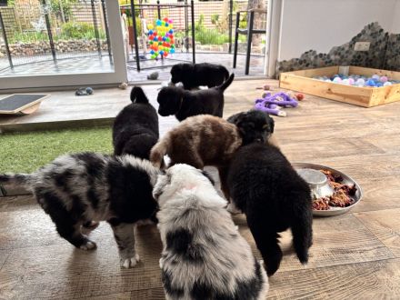 Golden Aussie / Australian Retriever - 75 % Australian Shepherd Welpen mit Papieren