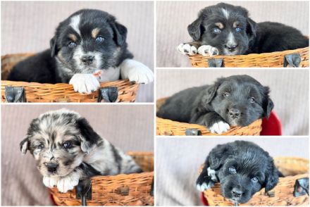 Golden Aussie / Australian Retriever - 75 % Australian Shepherd Welpen mit Papieren